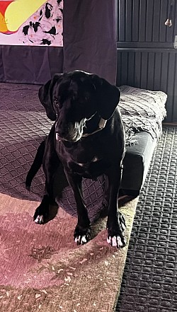 One of my drop in fur babies.