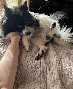 Another drop in fur baby