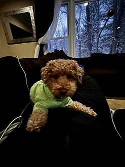 House sitting / dog walking fur baby