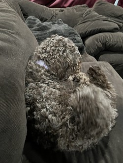 House sitting fur baby/ dog walking