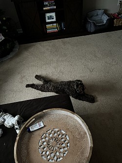 Same pup as another pic but this pic is adorable!