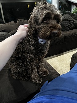 One of pet Sitting /housesitting pups