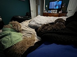 Pet sitting fur babies