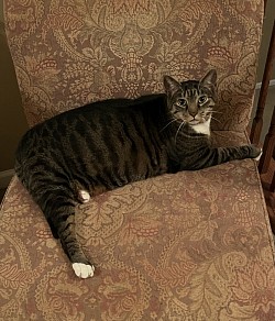 One of my pet sitting housesitting for kitties