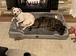 Two of my house sitting fur babies