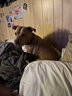 One of my cutie pie boarding fur babies.