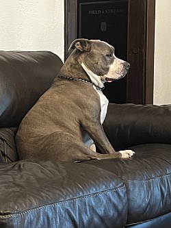 Drop in visit for the day fur baby