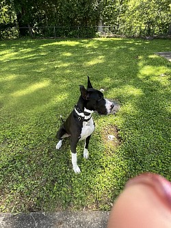 One of my doggy daycare fur babies