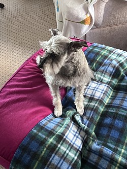 New fur baby I'll be pet sitting for