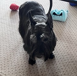 New fur baby I'll be pet sitting for