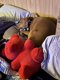 Fur baby boarding with me cuddling up in bed