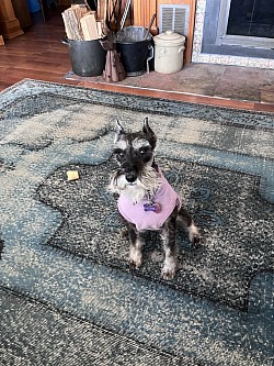 One of my pet sitting drop in visits