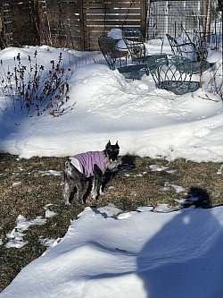 Out with my pet sitting fur baby girl