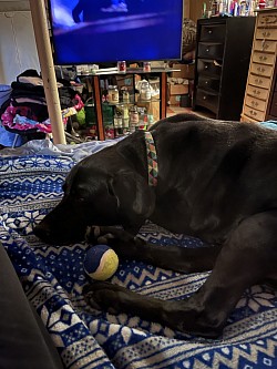 One of my boarders and he can't ever be within it his toy ball