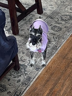 Pet sitting fur baby girl