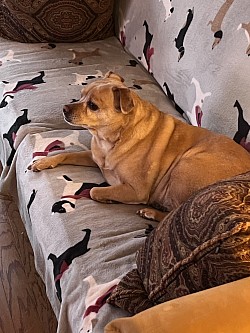 One of my pet sitting fur babies I do drop in visits for.