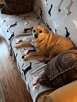 Fur baby I pet sit for.