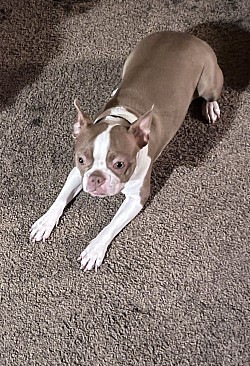 One of my boarding puppies.