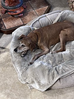 New pet sitting fur baby