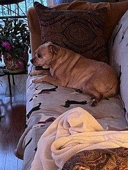 Little cutie pet sitting fur baby  I did 2 drop ins a day!