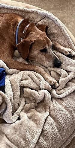 One of my Housesitting fur babies