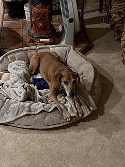 One of my housesitting for babies