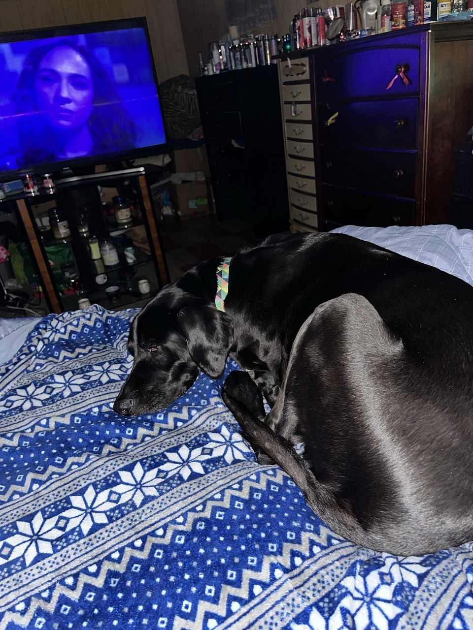 House sitting fur buddy